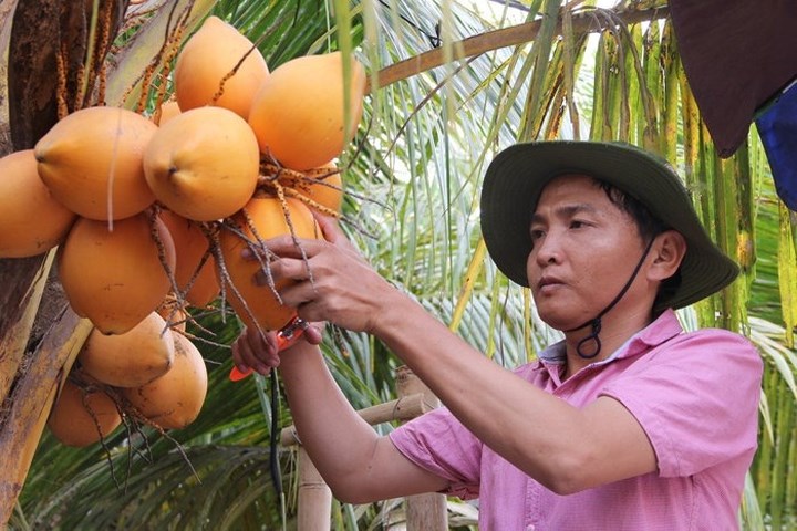 Vườn dừa độc đáo với trái 2 màu vàng, cam được kỹ sư nông nghiệp Nguyễn Chí Cường (trú tại quận 12, TP.HCM) trồng thành công và đã mang lại giá trị kinh tế cao. Đây là thành quả sau 6 năm nghiên cứu, cấy ghép, thử nghiệm của anh Cường. (Ảnh: Infonet).