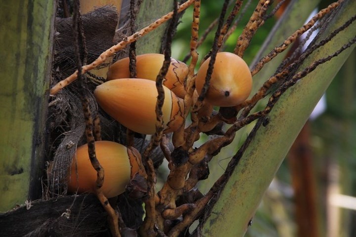 Vườn dừa độc đáo này luôn nhộn nhịp người đến thăm quan và thưởng thức nước dừa từ giống dừa lạ mà anh Cường vừa trồng thành công. (Ảnh: Infonet).