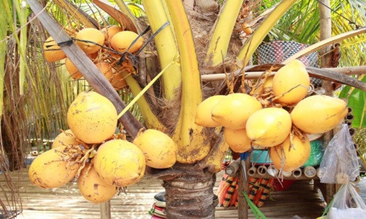 Giống dừa Adona có nhiều điểm đặc biệt. Đó là trên cùng một trái dừa nhưng có 2 màu vàng và cam. Dừa Adona ít sâu bệnh, ít bị đuông dừa, bọ cánh cứng tấn công. (Ảnh: Tổ Quốc).