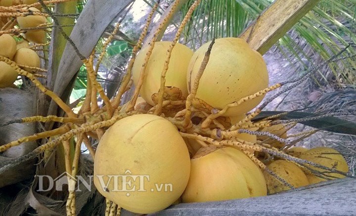 Hiện nay trên vườn dừa 2ha, anh Cường đang thực hiện mô hình du lịch sinh thái tham quan vườn dừa miễn phí cùng với thưởng thức nước dừa từ giống dừa 2 màu vàng cam tại vườn. (Ảnh: Dân Việt).