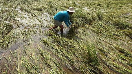  Lúa ở huyện Hồng Ngự, tỉnh Đồng Tháp bị ngập nước, ảnh hưởng đến năng suất và chất lượng Ảnh: NHA MÂN