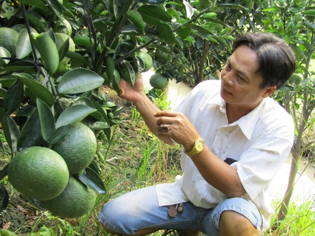 Ông Nguyễn Tấn Long và vườn cam phát triển rất tốt.