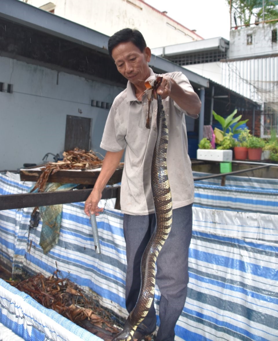 Ông Lê Văn Việt giới thiệu một con rắn ri tượng to tổ chảng được nuôi trong bể lót bạt. Làm bể lót bạt nuôi rắn ri tượng không làm rắn xước da khi di chuyển, vận động như nuôi trông bể xi măng.