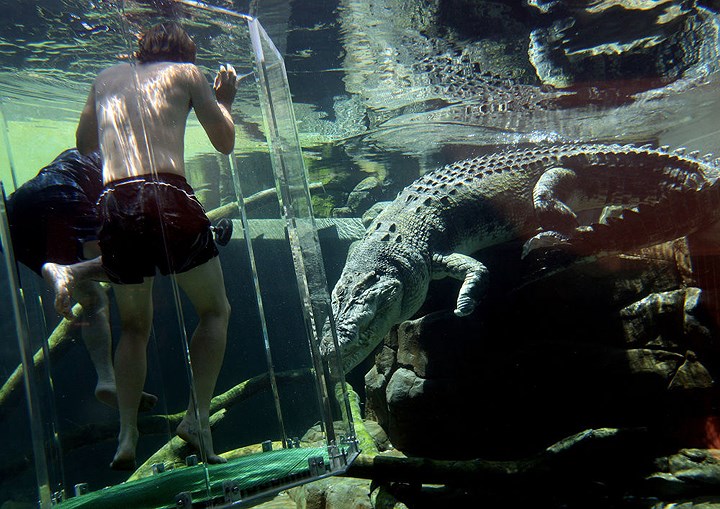 Công viên Cá sấu Crocosaurus Cove ở Darwin (Australia) là nơi bạn có thể thử cảm giác thót tim khi chỉ cách chú cá sấu ăn thịt đã 80 tuổi 1 tấm kính mỏng.