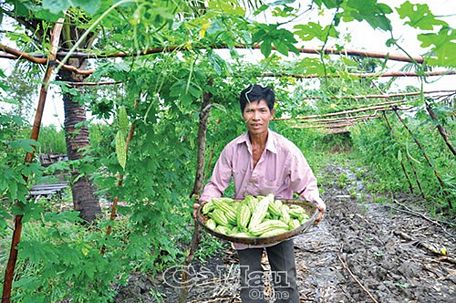 Sau mỗi vụ thu hoạch, vườn khổ qua của anh Trần Văn Cược cung cấp cho thị trường hàng tấn trái.