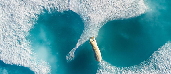 Bức ảnh của năm: “Above The Polar Bear” của Florian Ledoux