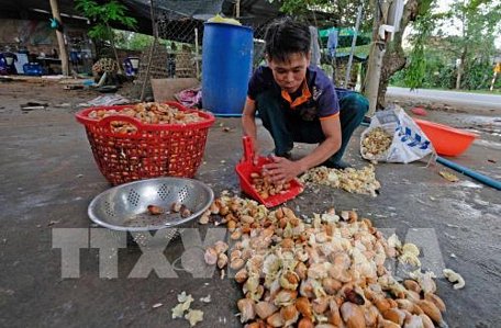 Giá hạt sầu riêng tại Lâm Đồng đã lên mức 90.000 đồng/kg. Ảnh: Nguyễn Dũng - TTXVN