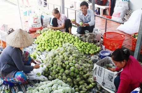 Nhiều nông dân ở Đông Thuận ổn định cuộc sống, vươn lên khá giàu nhờ mận xanh đường.