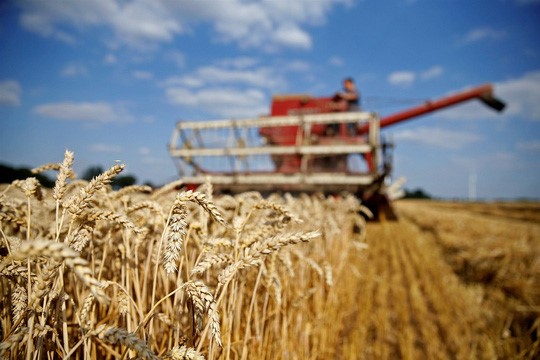 Một nông dân Pháp đang thu hoạch lúa mì ở vùng Vauvillers hồi cuối tháng 7 Ảnh: REUTERS