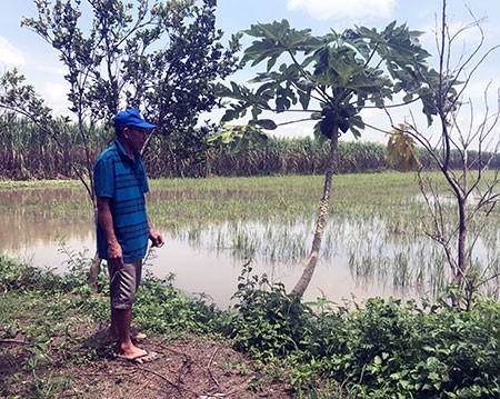 Ông Nguyễn Văn Y, ở ấp Mỹ Thuận 2, huyện Phụng Hiệp (Hậu Giang) thăm phần ruộng có diện tích 1ha vừa thả nuôi cá.
