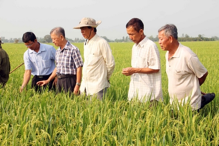Cây lúa được điều chỉnh theo hướng giảm diện tích chuyên canh 2- 3 vụ lúa để chuyển đổi cơ cấu mùa vụ, đa dạng hóa cây trồng trên đất lúa.
