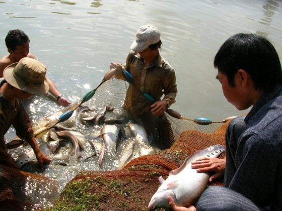 Nông dân huyện Vị Thủy (Hậu Giang) thu hoạch cá thát lát cườm