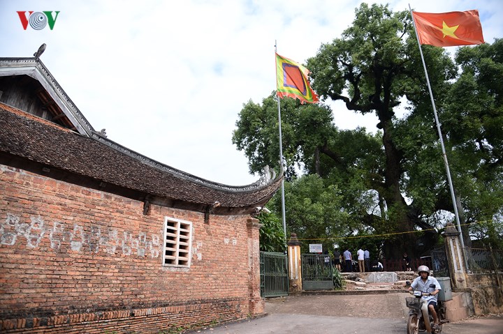 Cây Dã Hương nghìn năm tuổi thuộc xã Tiên Lục, huyện Lạng Giang, tỉnh Bắc Giang là một trong hai cây Dã Hương đại thụ lớn nhất thế giới.