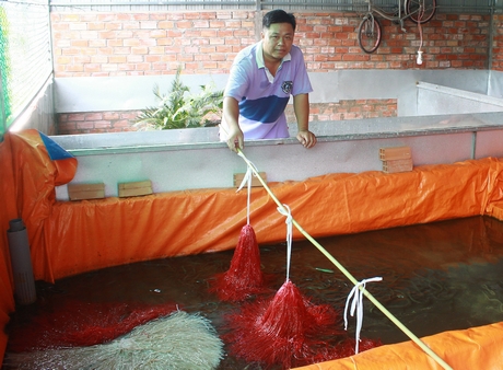 Tận dụng 50m2 đất sau nhà, anh Nguyễn Việt Hải (Phường 8) xây chuồng nuôi lươn, rắn mối.