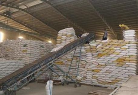 Thương nhân kinh doanh xuất khẩu gạo phải có ít nhất 1 kho chuyên dùng để chứa thóc, gạo. Ảnh: Vũ Sinh/TTXVN