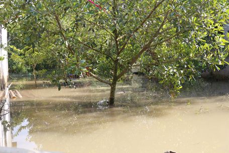 Vườn cây ăn trái ở xã Đồng Phú nhiều nơi bị nước ngập.