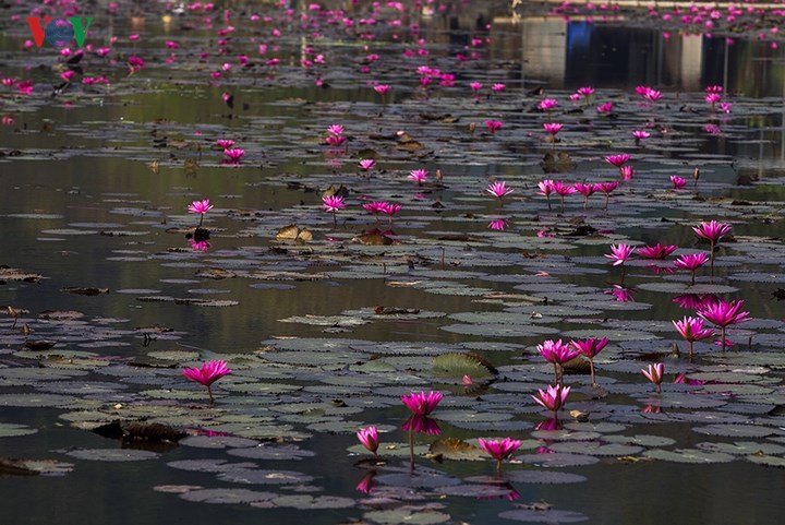 Vào mùa thu, hoa súng nở rộ bên dòng suối Yến, sắc tím hồng rực rỡ trên nền lá xanh phủ kín mặt nước. 