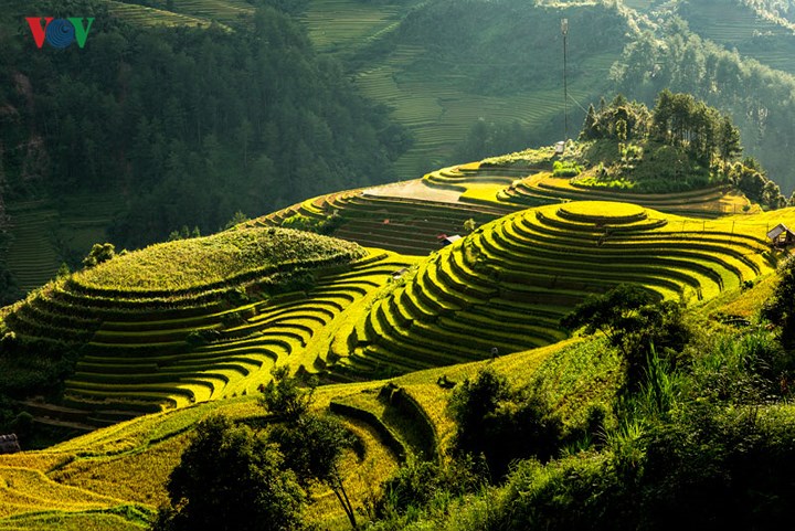 Để có thể kéo dài thời gian lúa chín đến hết tháng 10, người dân nơi đây đã trồng nhiều loại lúa khác nhau, có thời gian thu hoạch chênh lệch.