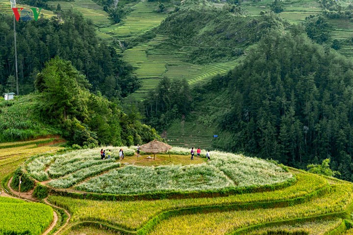Cách khu vực đồi mâm xôi khoảng 40m là khu đồi trồng hoa tam giác mạch thu hút khách du lịch ghé thăm. Đây là loại hoa nổi tiếng của vùng Tây Bắc Việt Nam, có mùa chính khoảng từ tháng 9 đến tháng 12 hằng năm.