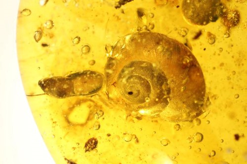Hóa thạch ốc sên còn nguyên vẹn trong hổ phách suốt 99 triệu năm.