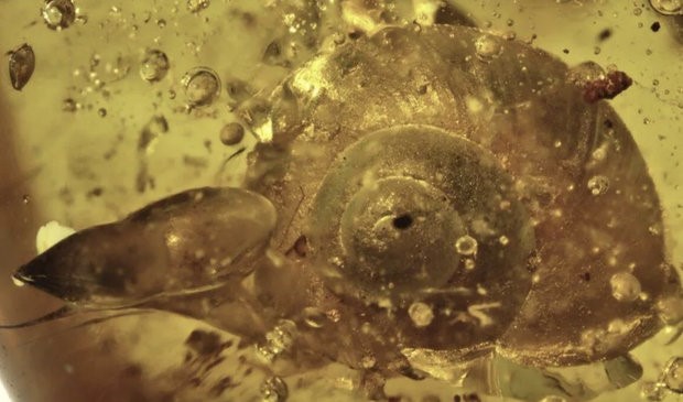 Đây là hóa thạch động vật thân mềm xa xưa nhất mà các nhà khoa học tìm thấy.