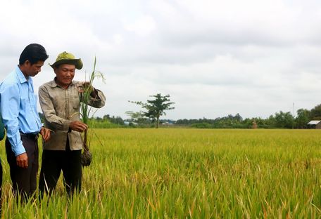Nông dân HTX tự tin làm ra sản phẩm lúa gạo sạch trên cánh đồng của mình.