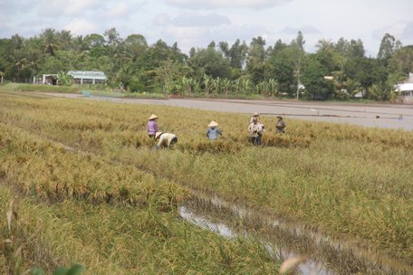 Ruộng lúa của người dân ở Bình Tân bị nước “tấn công”, ảnh chụp ngày 20/10/2018. Ảnh: TRẦN PHƯỚC