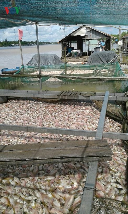 Đàn cá bè của ngư dân xã Tân Thanh trong thời điểm bị chết hàng loạt