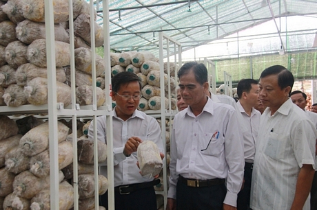 Đoàn khảo sát thực tế tại khu trồng nấm linh chi và bào ngư của HTX nông nghiệp công nghệ cao Tim Xanh.