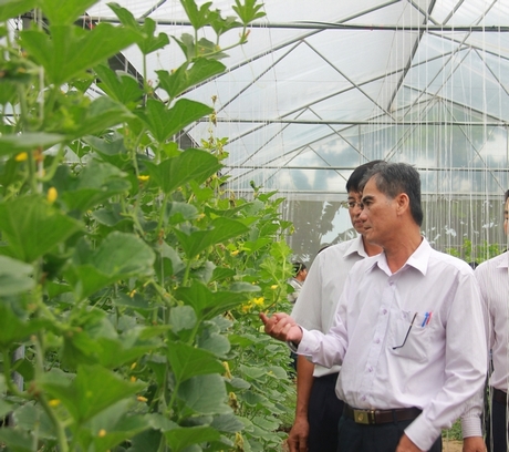 Khảo sát thực tế khu vực trồng dưa lưới của Cơ sở sản xuất và kinh doanh Nam Long.