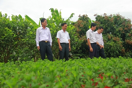 Khảo sát thực tế mô hình chuyển đổi cây trồng mang lại hiệu quả kinh tế cao của gia đình anh Võ Văn Trang.