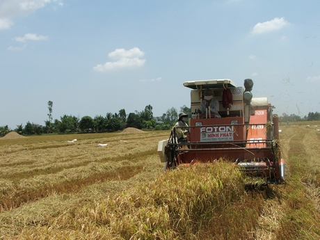 Lúa gạo chuyển từ lượng sang chất. Trong ảnh: Thu hoạch lúa tại huyện Tam Bình.