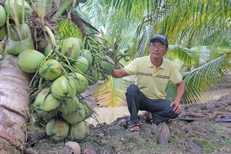 Anh Tám Phong bên gốc dừa dứa đang cho những trái chiếng.
