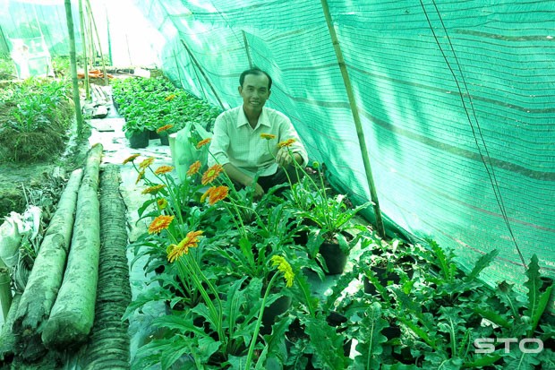 Anh Nguyễn Tuấn Khanh ở thị trấn Đại Ngãi (Long Phú) hào hứng khoe vườn hoa đồng tiền.