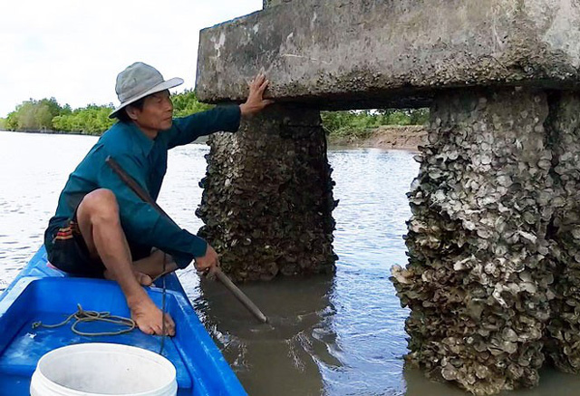 Đục hàu ven sông ở Cà Mau từ lâu là nghề đem lại nguồn thu nhập khá cho nhiều hộ dân không có đất canh tác. (Ảnh: Dân Việt)