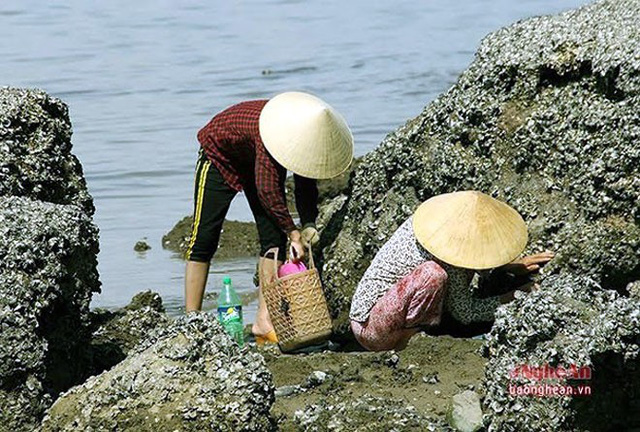 Ở các lèn đá nhấp nhô nơi biển Nghi Thiết, Nghi Lộc, Nghệ An, những người phụ nữ vẫn lụi hụi, miệt mài với nghề đục hàu mưu sinh. (Ảnh: Báo Nghệ An)