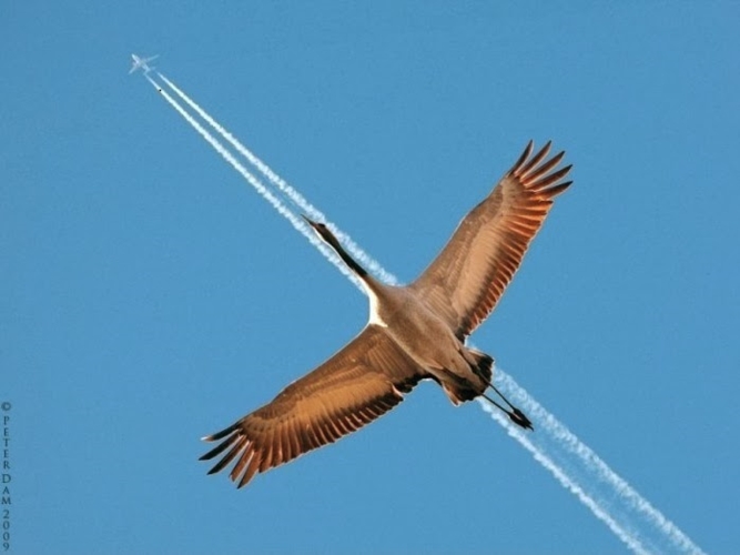 Máy bay và một chú chim cùng vút bay trên bầu trời.