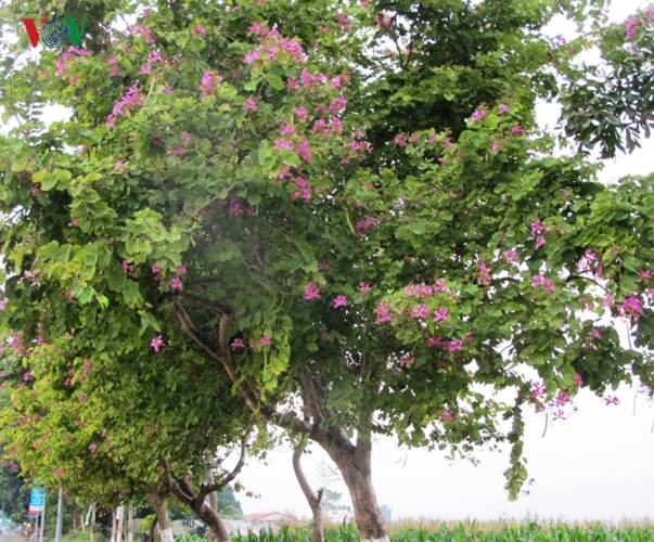 Những cây ban đỏ trước đây rất ít nhưng vài năm nay đã được thị xã Nghĩa lộ trồng nhiều.