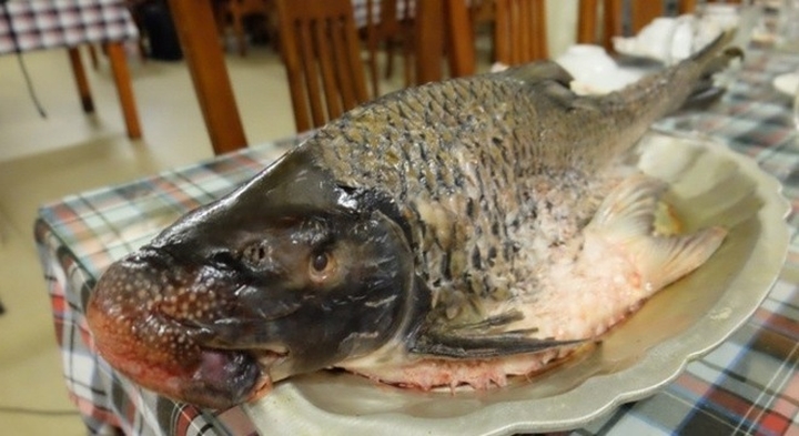 Giá cá anh vũ trên thị trường hiện khá cao, lên tới 2 - 3 triệu đồng/kg. Cá thường có trọng lượng từ 3 - 5 kg/con nên mỗi con cũng có giá cả chục triệu đồng. (Ảnh: Vietnamnet).