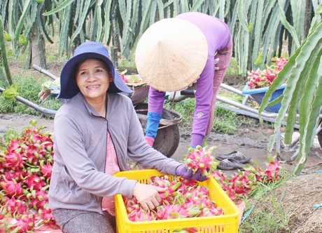 Cô Dương Bảo Thúy phấn khởi khi thu hoạch vườn thanh long ruột đỏ.