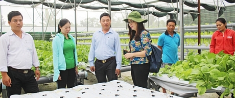 Văn phòng Điều phối chương trình xây dựng NTM tỉnh tham quan mô hình trồng rau thủy canh trong nhà lưới.
