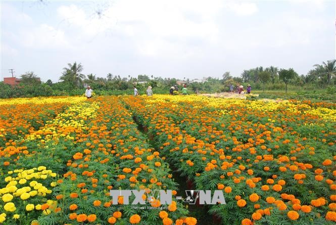 Vườn hoa kiểng tại huyện Chợ Lách, Bến Tre. Ảnh: Huỳnh Phúc Hậu/TTXVN