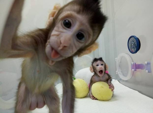 Hai chú khỉ nhân bản đầu tiên Zhong Zhong và Hua Hua tại Viện nghiên cứu khoa học Thượng Hải, Trung Quốc.
