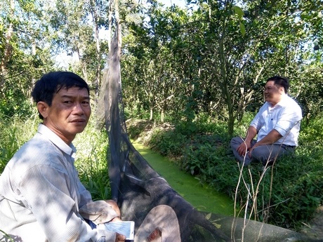 Anh Nguyễn Văn Đệ (trái, ấp Hiếu Trung, xã Hiếu Nghĩa) đang canh tác 3,9ha cam sành đạt hiệu quả kinh tế cao.