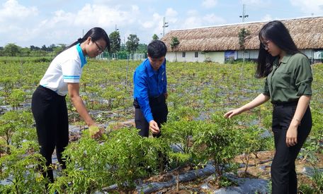 Bạn Nguyễn Thị Hồng Cúc (trái) với ý tưởng sáng tạo khởi nghiệp từ cây đinh lăng.