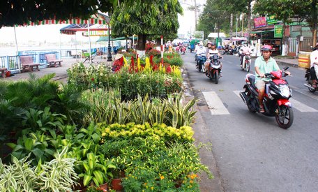 Tiểu thương bày bán hoa kiểng ven đường Tô Thị Huỳnh- dọc kè Cổ Chiên qua Phường 1.