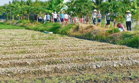 Du khách tham quan vườn rau ở xã Phước Hậu (Long Hồ).