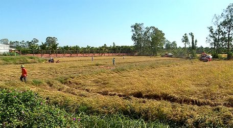 Nông dân thu hoạch lúa Đông xuân 2018- 2019.