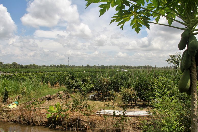 Từ năm 2015- 2016, diện tích trồng cam ở Vĩnh Long tăng mạnh đồng thời năng suất, sản lượng cũng rất lớn. Trong ảnh: Những cánh đồng cam bát ngát ở Trà Ôn, Tam Bình.