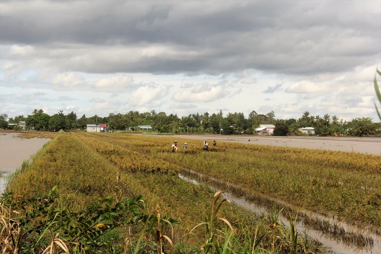Còn đây là cánh đồng lúa chưa kịp thu hoạch cũng bị nước lũ “bao vây tứ phía” và bầu trời chực chờ trút mưa.